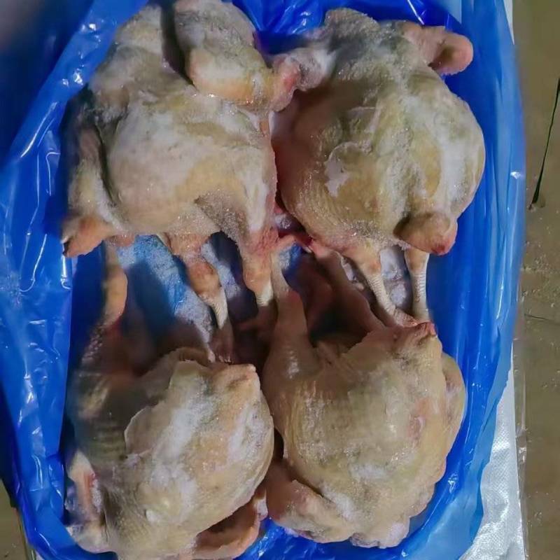 出售种母鸡白条