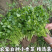 小叶香菜大叶香菜产地大量有货支持视频看货，保质保量