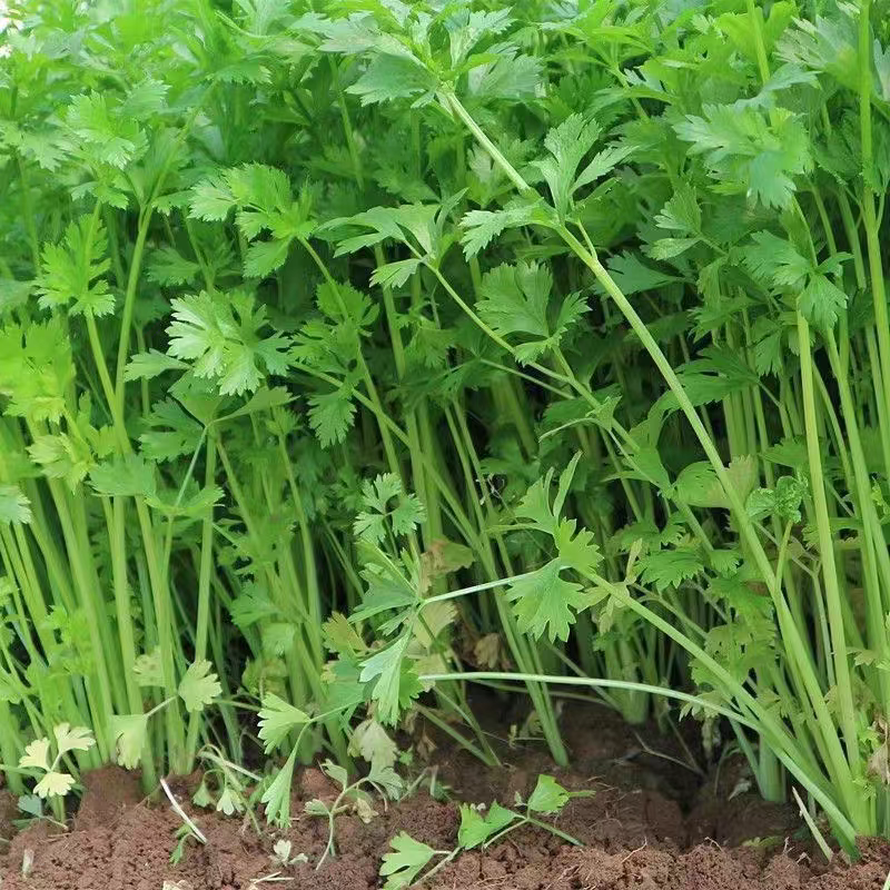 小叶香菜大叶香菜产地大量有货支持视频看货，保质保量