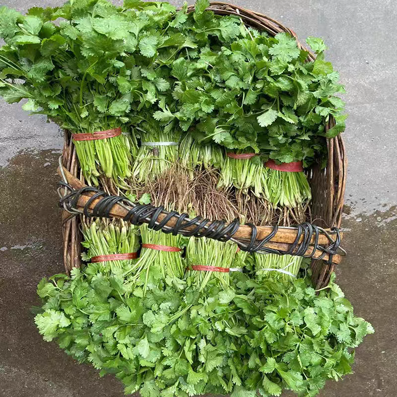 小叶香菜大叶香菜产地大量有货支持视频看货，保质保量