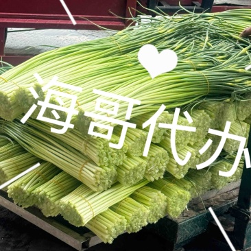 彭州蒜苔