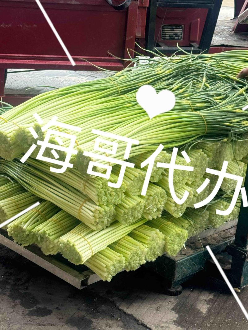 彭州蒜苔