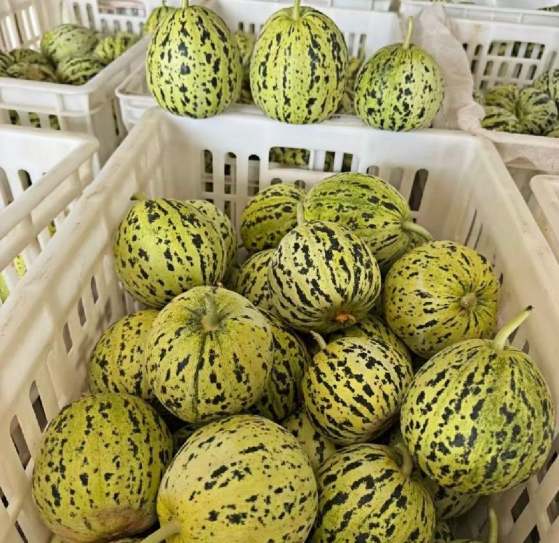 山东精品甜瓜花美人花蕾甜瓜品质保证实力代发全国