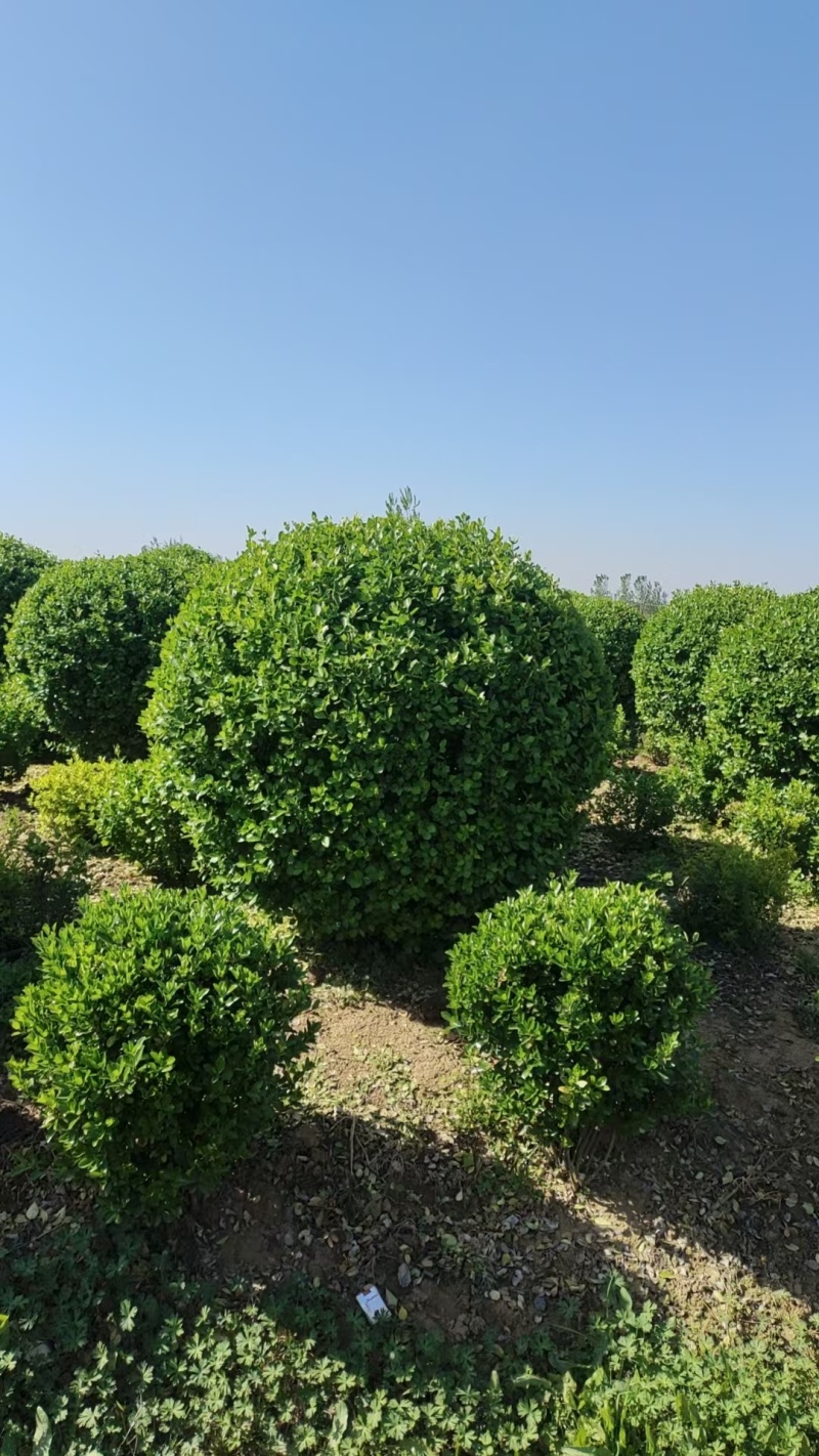卫茅卫矛球-各种规格齐全，产地大量供应，苗圃直销