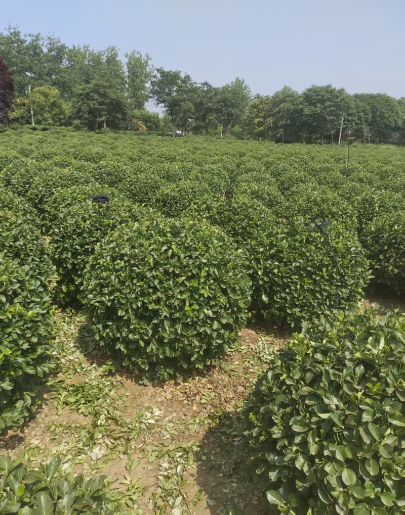 卫茅卫矛球-各种规格齐全，产地大量供应，苗圃直销