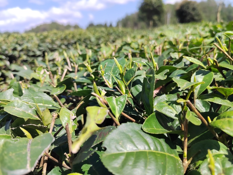 凤冈明前锌硒茶