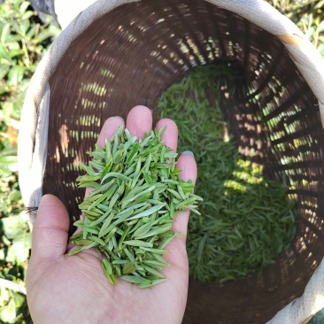 凤冈明前锌硒茶