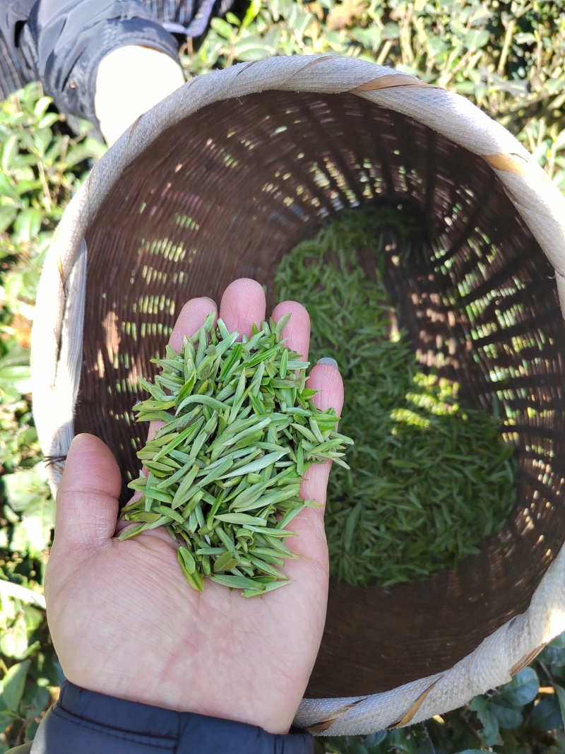 凤冈明前锌硒茶
