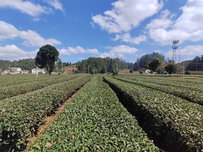 凤冈明前锌硒茶