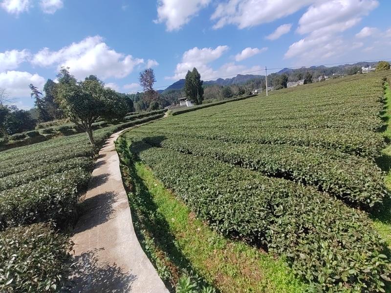 凤冈明前锌硒茶