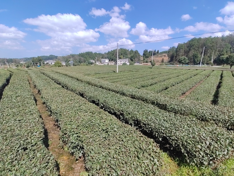 凤冈明前锌硒茶