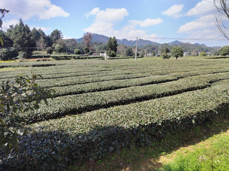 凤冈明前锌硒茶