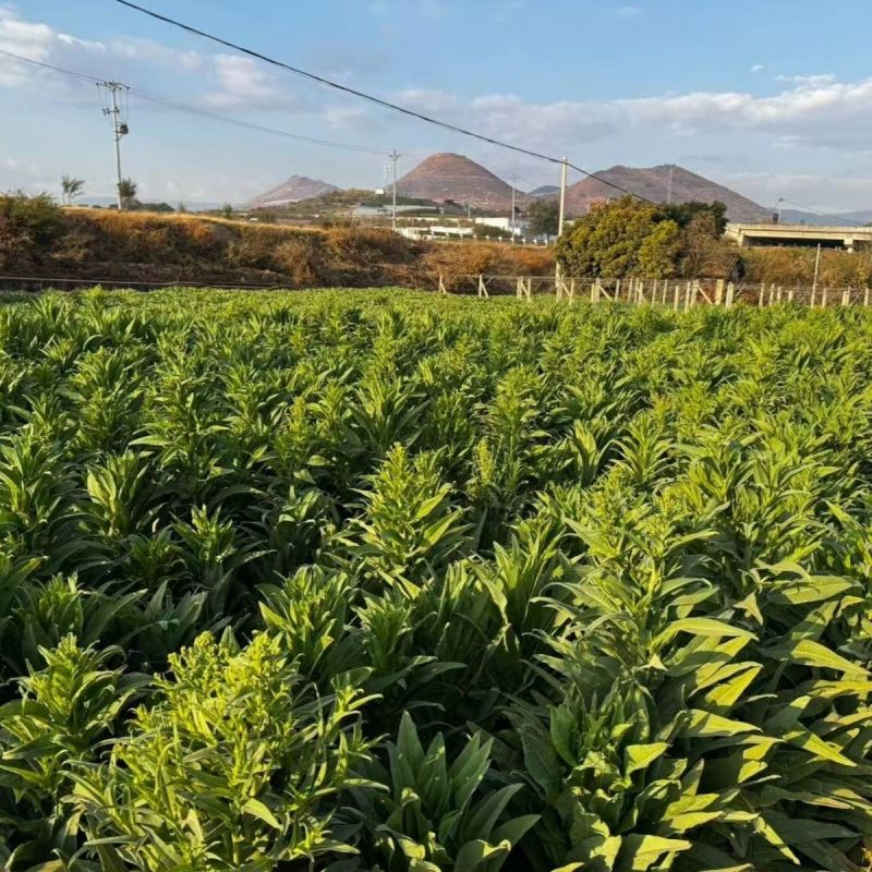 云南特级贡菜干