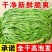 云南特级贡菜干
