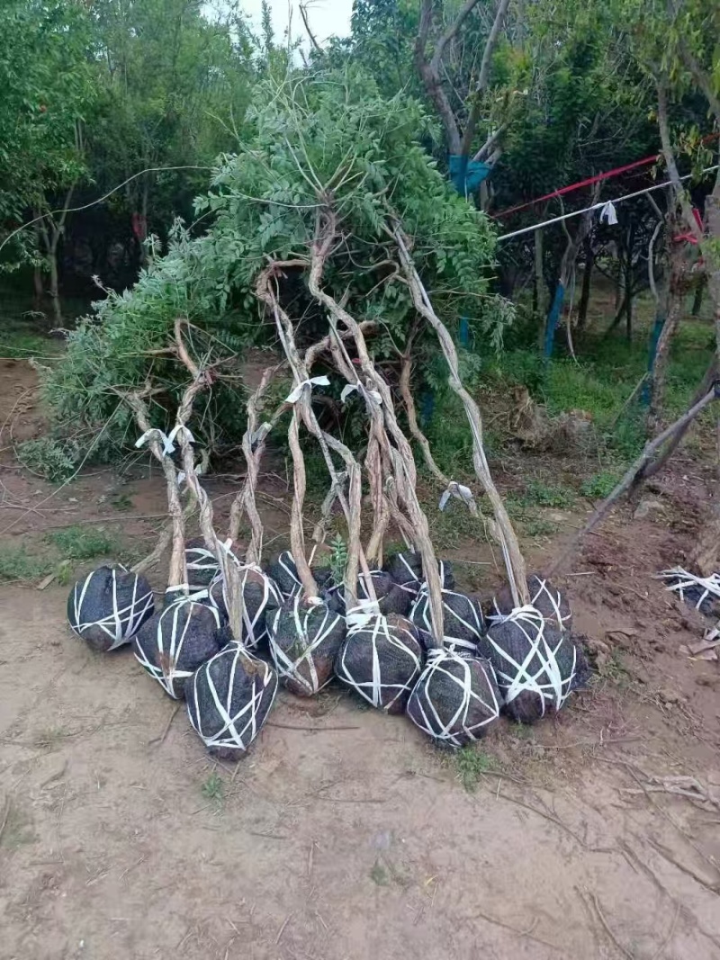 凌霄，量大价优，产地直发，保质保量，欢迎各位老板咨询