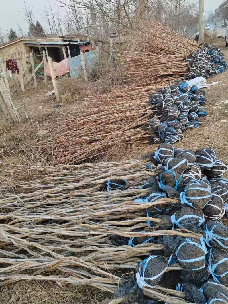 凌霄，量大价优，产地直发，保质保量，欢迎各位老板咨询