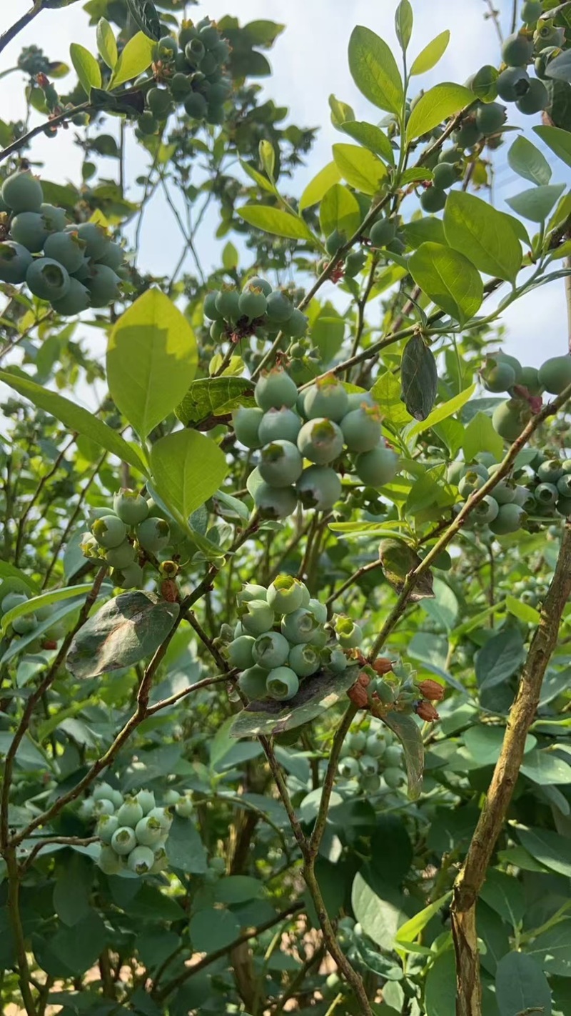 蓝莓青果