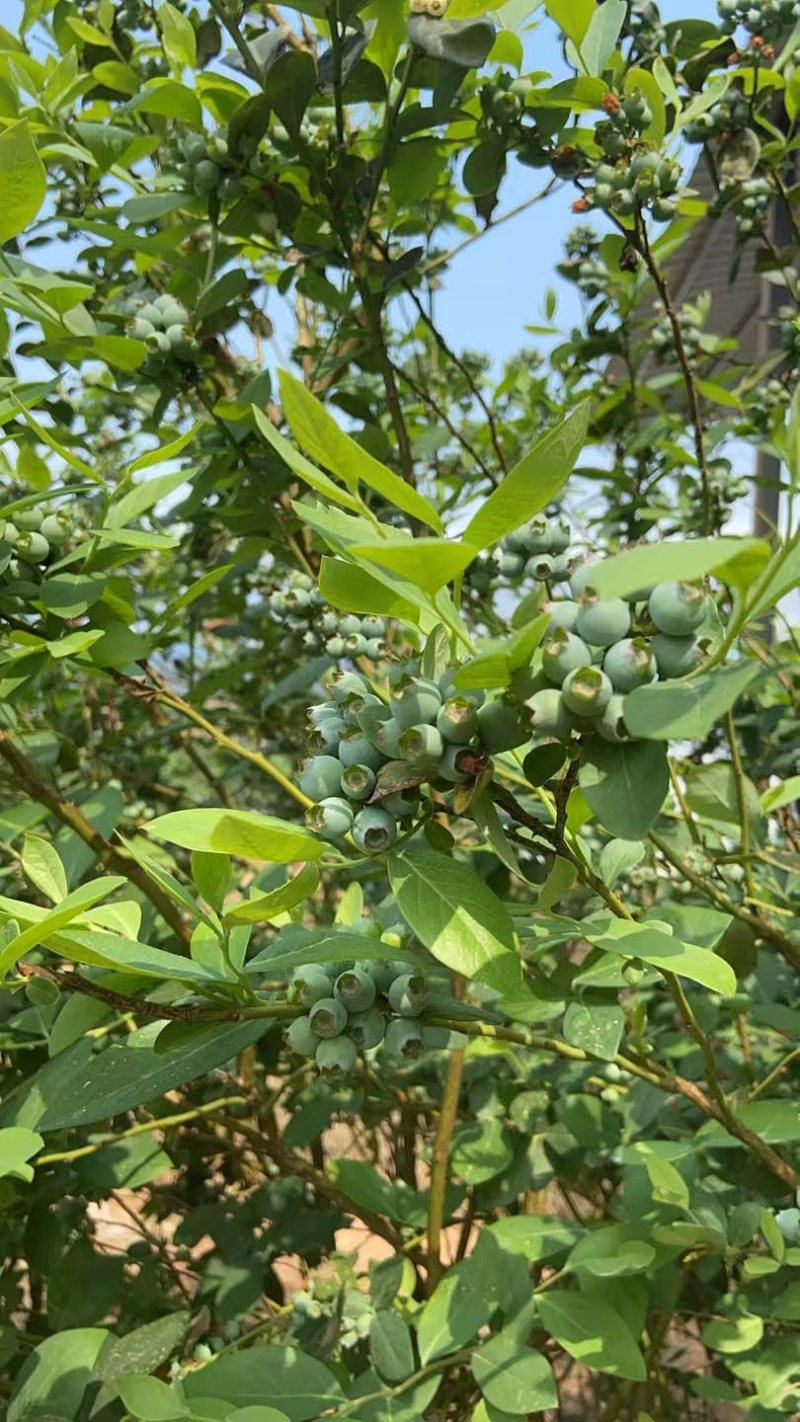 蓝莓青果