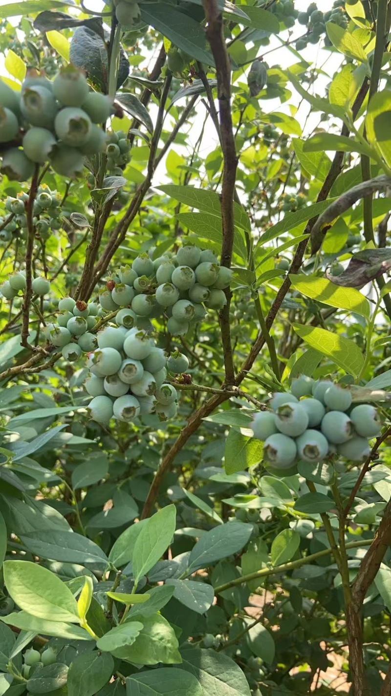 蓝莓青果