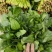 聊城大叶菠菜莘县精品菠菜货源稳定，一手货源代发代收