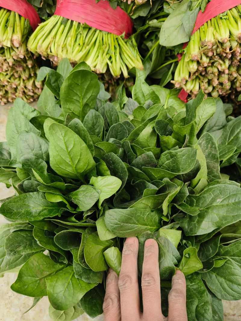 聊城大叶菠菜莘县精品菠菜货源稳定，一手货源代发代收
