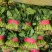 聊城大叶菠菜莘县精品菠菜货源稳定，一手货源代发代收