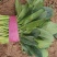 聊城大叶菠菜莘县精品菠菜货源稳定，一手货源代发代收