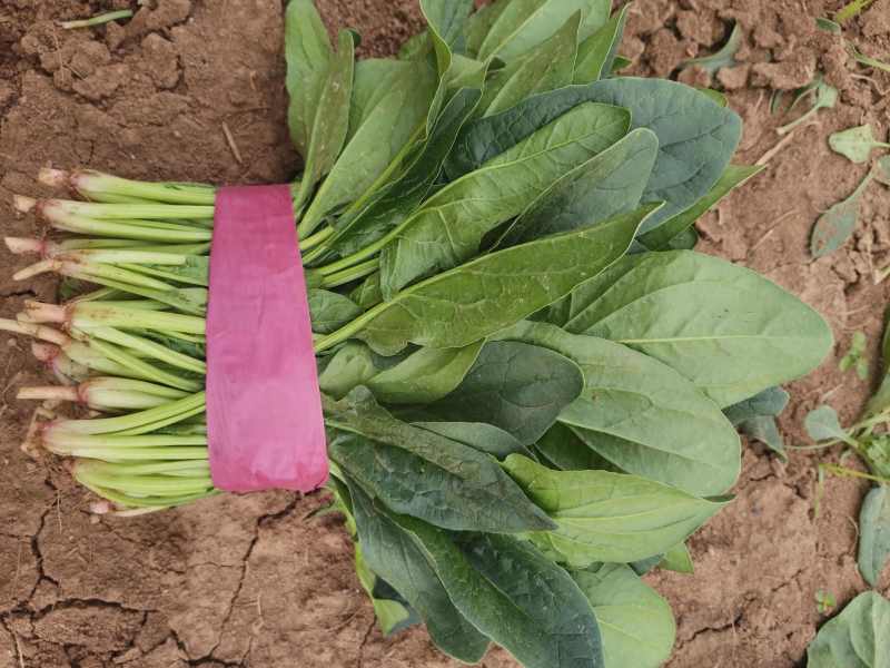 聊城大叶菠菜莘县精品菠菜货源稳定，一手货源代发代收
