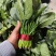 聊城大叶菠菜莘县精品菠菜货源稳定，一手货源代发代收