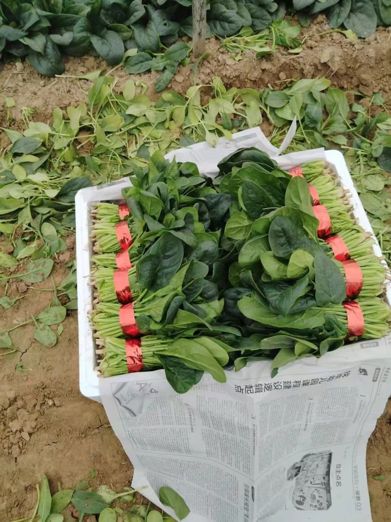 聊城大叶菠菜莘县精品菠菜货源稳定，一手货源代发代收