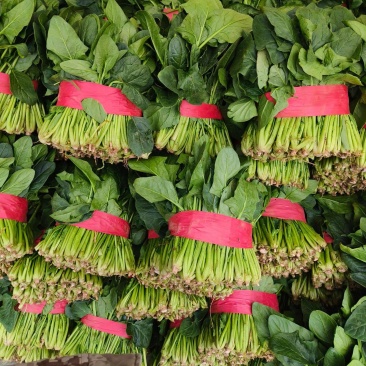 聊城大叶菠菜莘县精品菠菜货源稳定，一手货源代发代收
