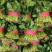 聊城大叶菠菜莘县精品菠菜货源稳定，一手货源代发代收