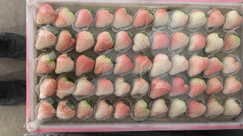 丹东草莓产地直供一手货源品质保障全国发货