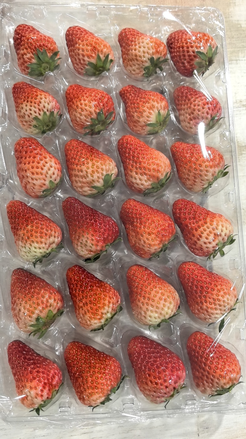 丹东草莓产地直供一手货源品质保障全国发货