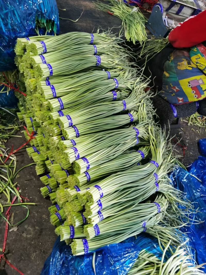 蒜苔金乡红帽蒜苔万吨冷库出租代存，代收代发代存