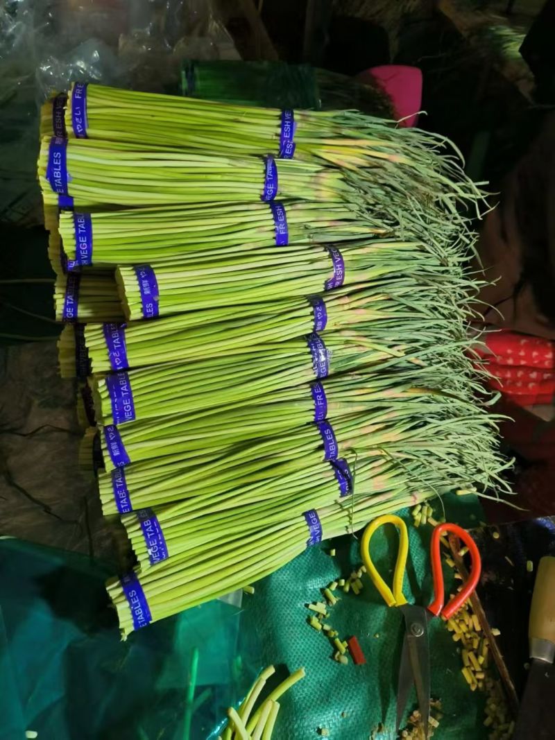 蒜苔金乡红帽蒜苔万吨冷库出租代存，代收代发代存
