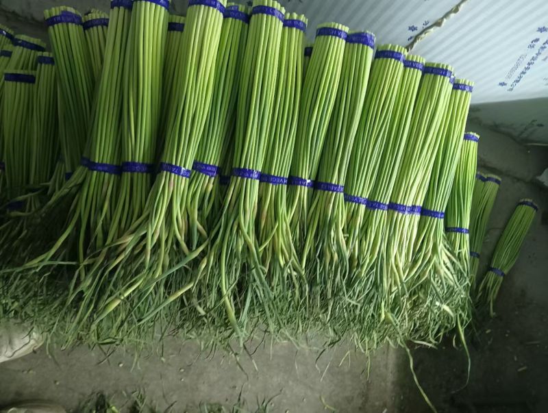 蒜苔金乡红帽蒜苔万吨冷库出租代存，代收代发代存