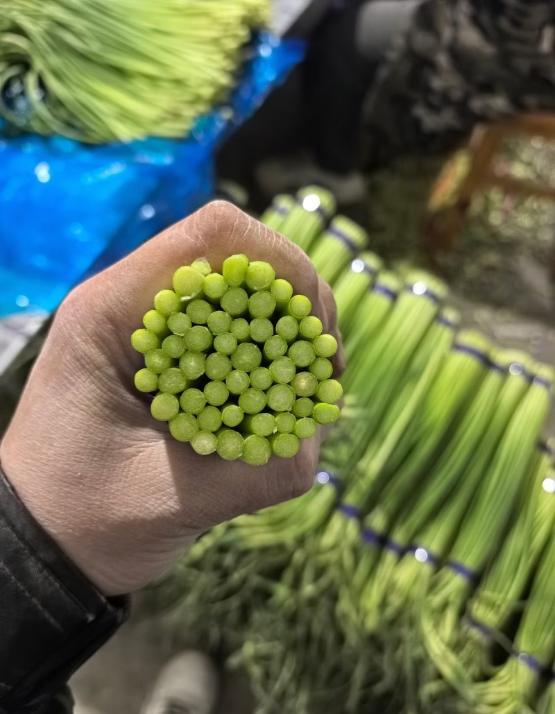 蒜苔金乡红帽蒜苔万吨冷库出租代存，代收代发代存