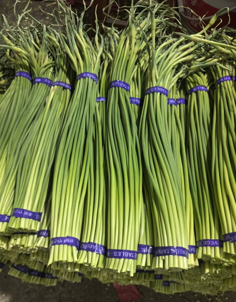 蒜苔金乡红帽蒜苔万吨冷库出租代存，代收代发代存