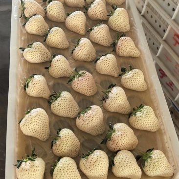 丹东草莓产地直供一手货源品质保障全国发货