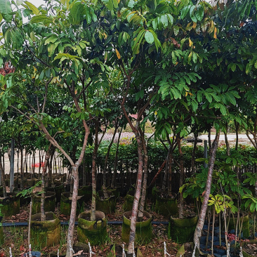 石硖龙眼.广东正宗石硖龙眼、种植嫁接大苗地栽庭院种植原杯