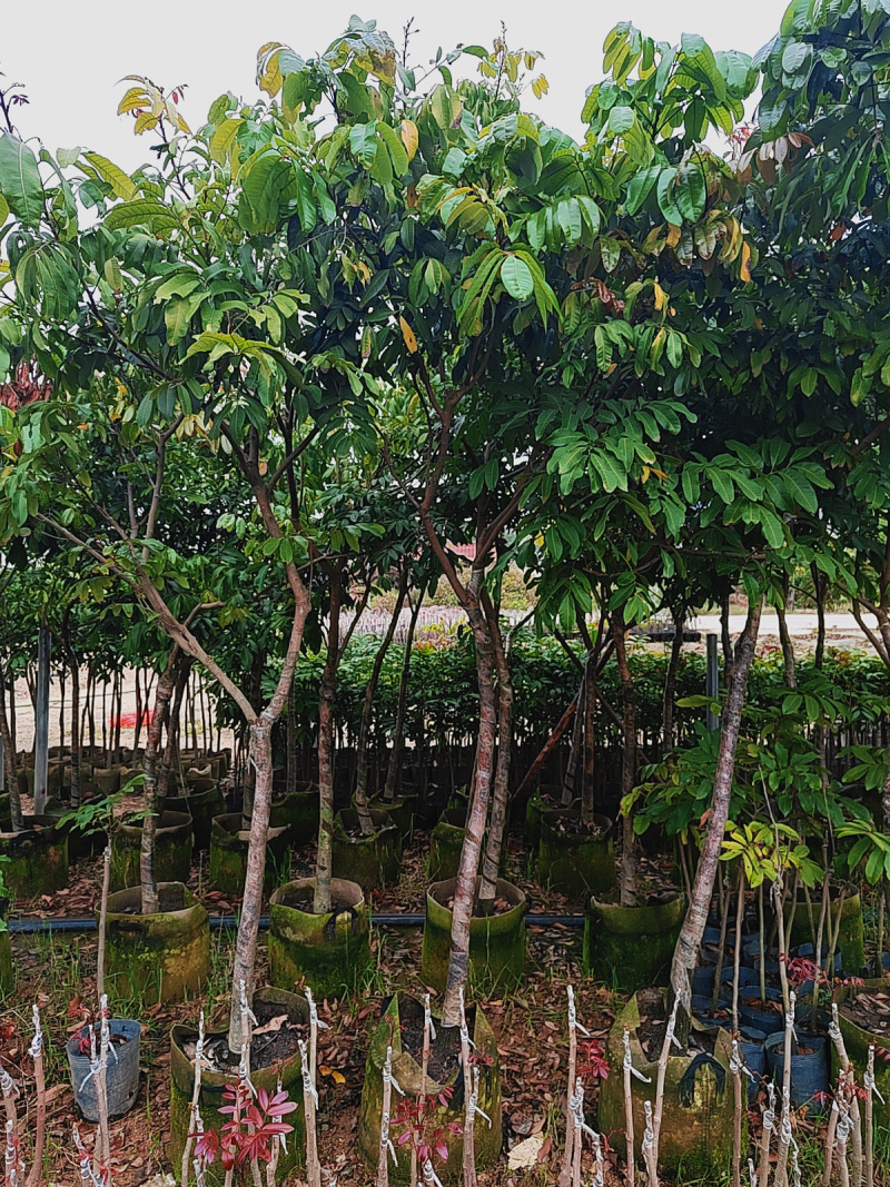 石硖龙眼.广东正宗石硖龙眼、种植嫁接大苗地栽庭院种植原杯