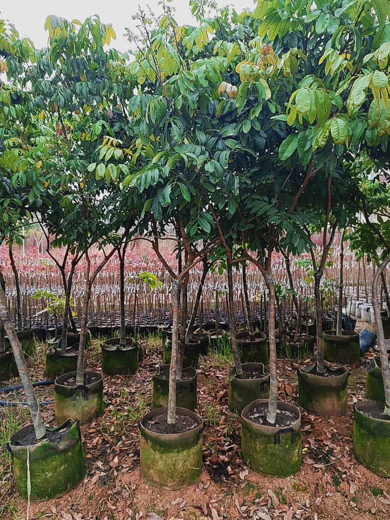 石硖龙眼.广东正宗石硖龙眼、种植嫁接大苗地栽庭院种植原杯
