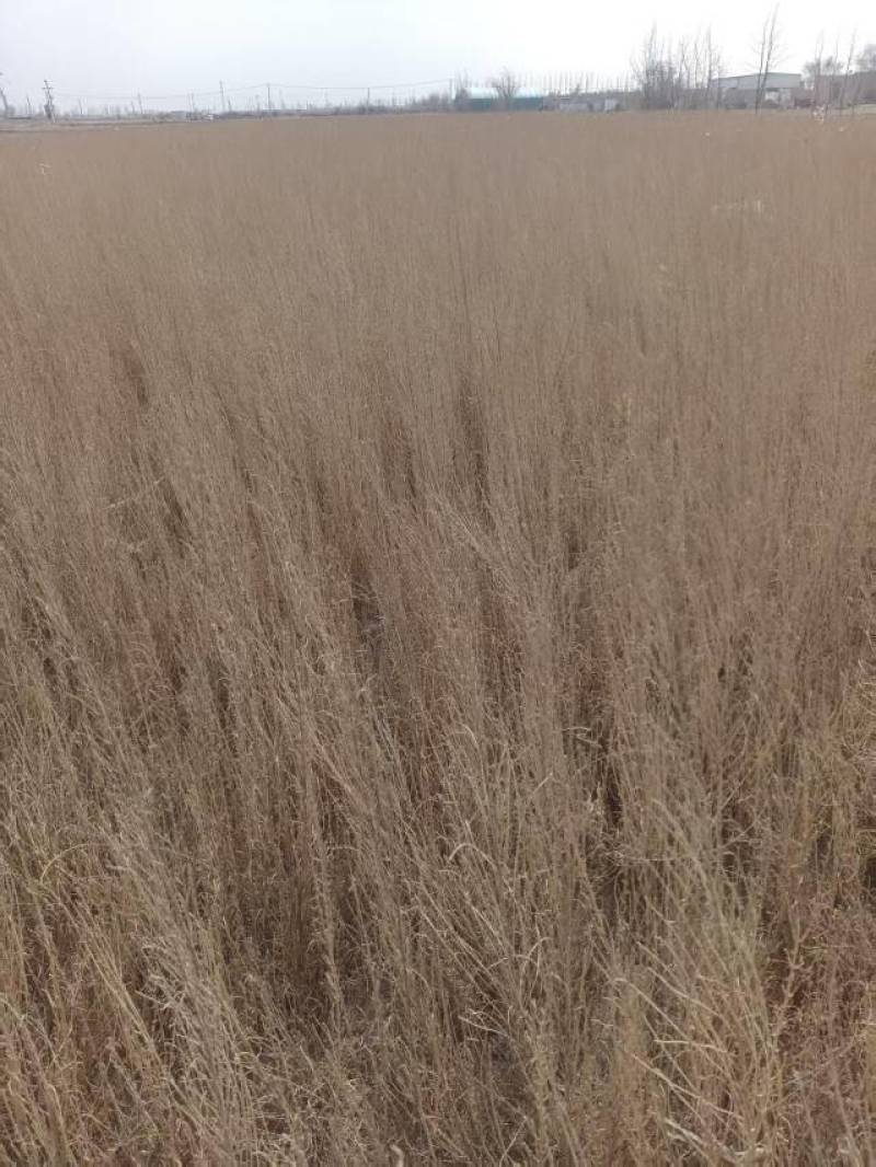 梭梭苗
