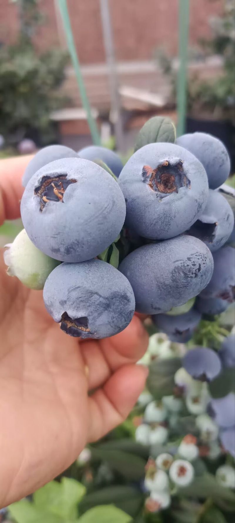 云南澄江花香蓝莓25