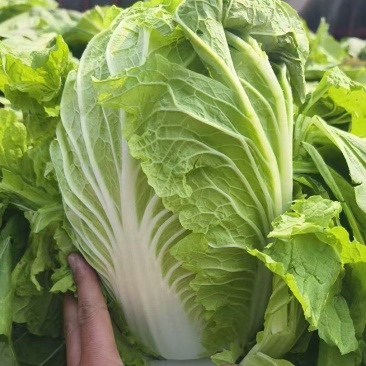 黄心菜，每天大量出货诚信供货品质保证欢迎电话咨询
