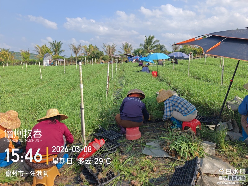 耐寒绿洲一号芦竹苗废水消纳菌草纤维