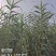 耐寒绿洲一号芦竹苗废水消纳菌草纤维