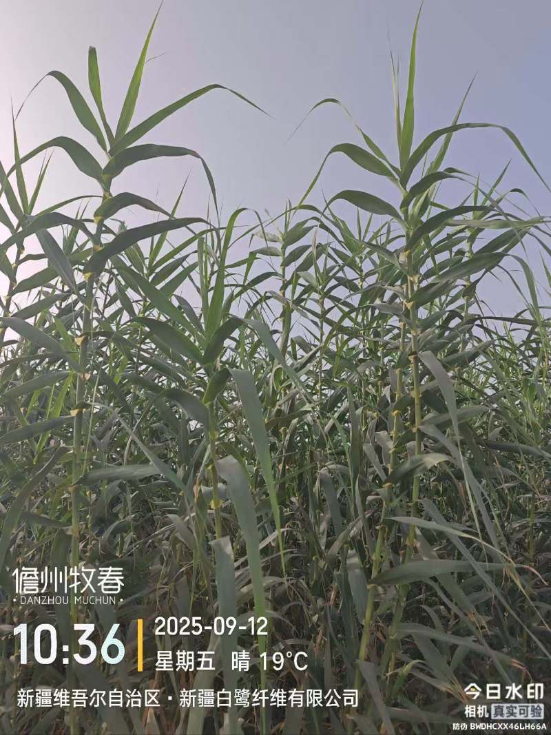 耐寒绿洲一号芦竹苗废水消纳菌草纤维