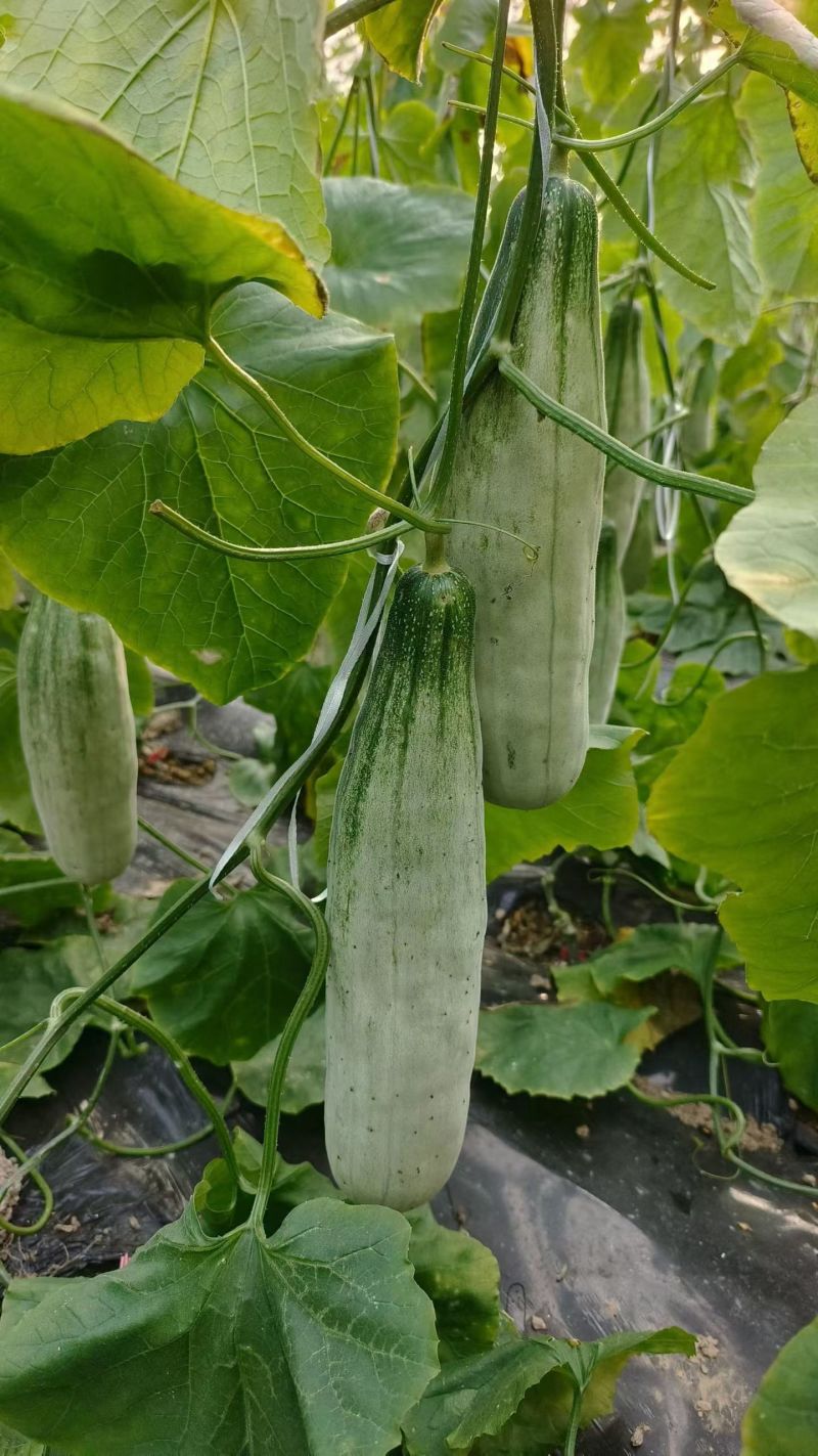 山东羊角蜜精品头茬对接各大电商平台一件